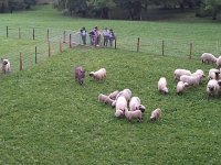 2013-10-05 10.57.42  Sheepies on the outskirts of Semsales